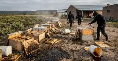 Vandalismo en una granja de Salta: quemaron colmenas y robaron miel