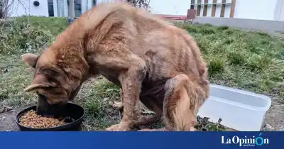 La perra Osa, rescatada en un descampado de Río Gallegos, dio una señal que emocionó a su rescatista