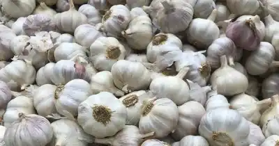 Temporada de ajo 2026: por qué la pelea de Milei con Brasil y el precio chino tienen en vilo a los productores del Valle de Uco