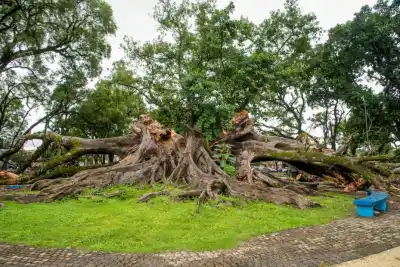 El vacío que dejó el histórico gomero: ¿Qué pasará ahora en la plaza tucumana?