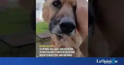 La perra rescatada en Río Gallegos que estaba desnutrida y junto a un perro muerto: su dueña revela cómo sigue