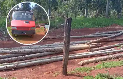 Los sorprendieron robando madera en un predio forestal: el insólito argumento que dieron