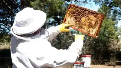El oscuro secreto de las mieles rionegrinas que conquistan a Alemania