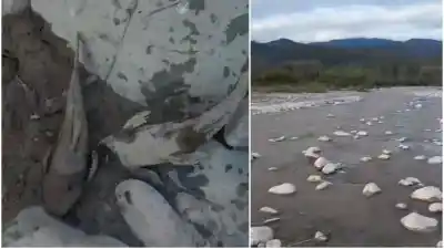 Mortandad de peces en el Río Grande: el duro reclamo que sacude a Palpalá