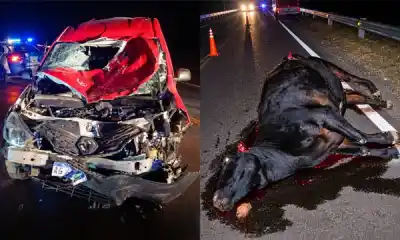 Chocó contra una vaca en la Ruta 38 y tuvo que ser trasladado al hospital