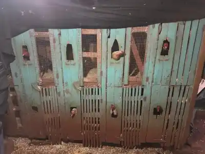 Secuestraron un arsenal, drogas y 15 gallos en allanamientos en Virasoro