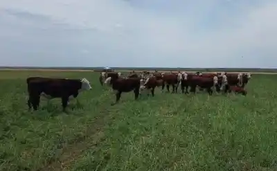 El cultivo que reemplaza al corral de engorde y multiplica la producción de carne en la Patagonia