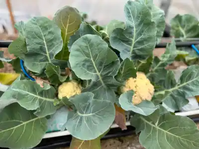 El vivero que sostiene la producción hortícola de San Luis avanza con un plan clave