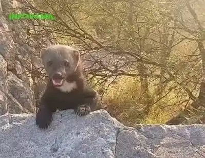 El animal que todos confundieron con un hurón en la Cuesta del Portezuelo