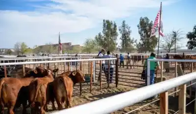Una raza que crece: la Nacional Patagónica de Angus aterriza en Viedma
