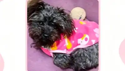 La desaparición de Lolita en Campo Contreras: la familia sospecha que no se escapó