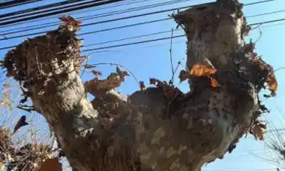 Plantó árboles durante años en Trelew y un día se los encontró talados