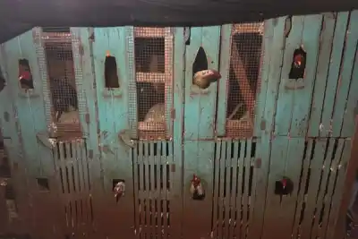 Secuestraron drogas, armas y 15 gallos en allanamientos en Virasoro