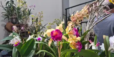 El cambio que sorprende en la 26ª Expo Orquídeas de Posadas