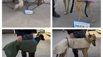 Lo que encontraron en el campo cuando intentaron ocultar las pruebas