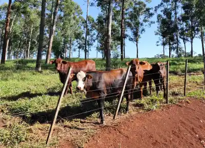 La sombra que rinde: 20% más de carne sin sacrificar árboles