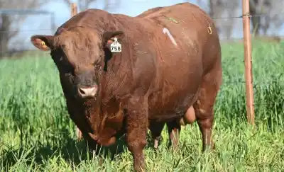 Un toro de La Pampa se vendió en una cifra millonaria que sorprende