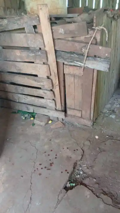 Un coatí en cautiverio atacó a un hombre de 53 años y lo mandó al hospital