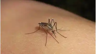 Reaparecieron los mosquitos en Santa Fe: cuál es la especie y qué advierten sobre el Aedes aegypti