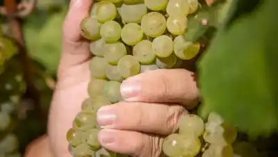 La familia que dejó de hacer vino en los '70 y volvió a la chacra para recuperar su historia