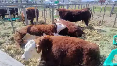 El animal que rompió todos los récords en Palermo y que nadie esperaba vender