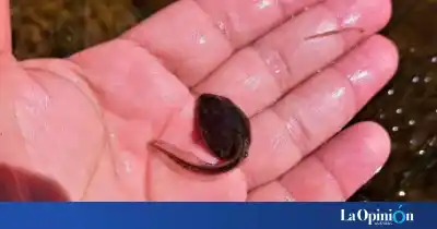 Un guardaparque buscaba un alga exótica y encontró algo que cambia la historia de la Ranita de Chaltén