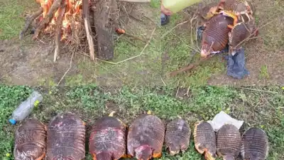 Encontraron ocho quirquinchos muertos en una camioneta y el final fue contundente