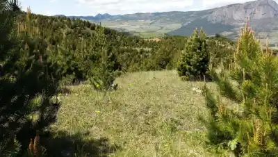 Científicos de Bariloche revelan por qué los pinos crecen hasta 4 veces más rápido en el sur