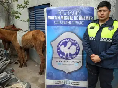 Le robaron la yegua, le pidieron $150.000 y lo citaron bajo un puente: el desenlace que no esperaba
