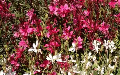 El secreto de los jardines que florecen todo el año sin esfuerzo