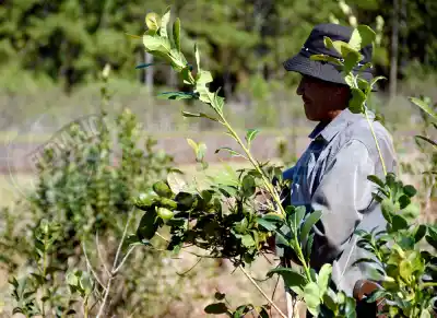 Misiones tiene 16.000 trabajadores rurales registrados, pero el 86% es temporal