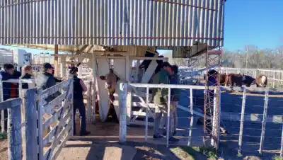 Tras años de sequía, Río Colorado abre el circuito de exposiciones rurales con 135 animales