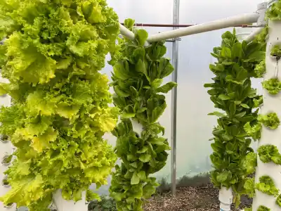 Pusieron en marcha un innovador sistema para cultivar hortalizas en San Luis: cómo funciona