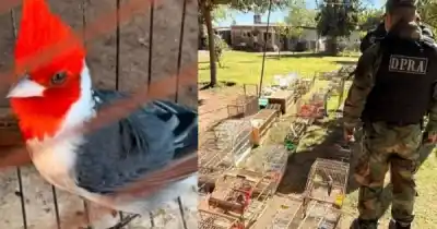 Un video en redes delató a un salteño: tenía 24 aves silvestres enjauladas en su casa