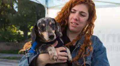 Lanús entrega turnos para castrar mascotas gratis: cómo anotarse y los requisitos