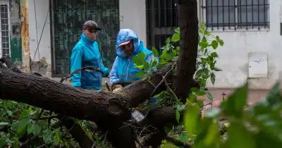 Cuánto puede tardar tu municipio en responder si denunciás un árbol peligroso