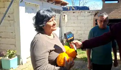 El limonero de Media Agua que da frutos de casi un kilo: cómo lograron semejante hazaña