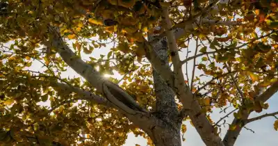 El otoño ya está en Rosario: el pronóstico que sorprende y lo que se viene para el invierno