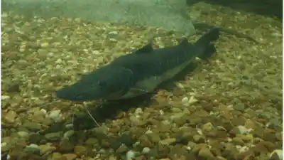 El Niño podría traer un alivio clave para los peces del Paraná: qué especies se beneficiarían