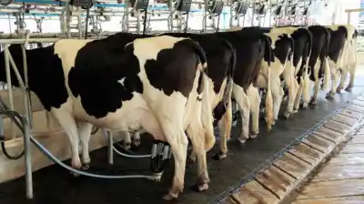 Producen más leche que nunca, pero los tambos chicos siguen en rojo: ¿hasta cuándo aguantan?