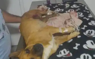 Mató a un perro a balazos y el tribunal lo condenó: la historia que indignó a Corrientes