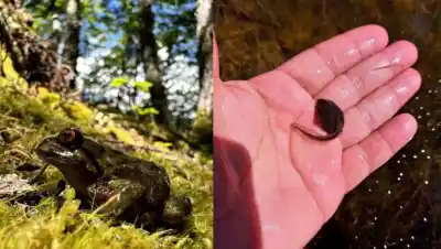 Un guardaparque buscaba un alga invasora y encontró algo que nunca se había visto en Los Glaciares