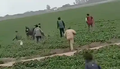 Atacaron a un joven a cuchilladas en una finca y el video ya es viral