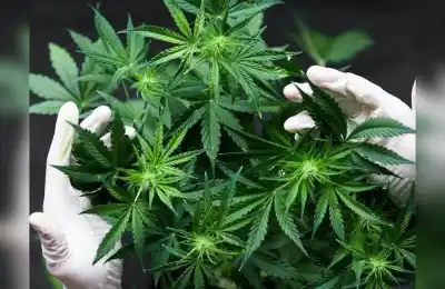Lanzan un protocolo propio para el cannabis medicinal fueguino: qué buscan con los casos piloto