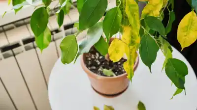 Tu planta te está hablando: el secreto que esconden sus hojas y que pocos saben interpretar