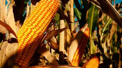 Querían cosechar 425 toneladas de maíz de un campo ajeno y la Justicia los frenó