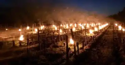 La noche más fría del año: cómo los productores del Valle de Uco intentan salvar sus cultivos