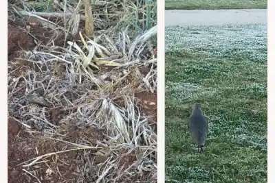 A 14 días de la primavera, el sur de Corrientes amaneció bajo cero