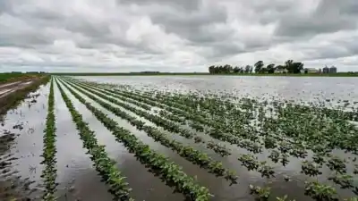 El Niño se instala en San Luis: qué se prepara el campo para una primavera que promete lluvias