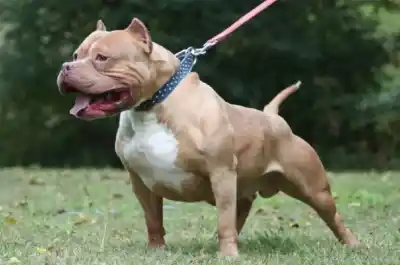 Dueños de perros peligrosos: qué exigen en San Luis y cuánto pueden llegar a pagar si no cumplen